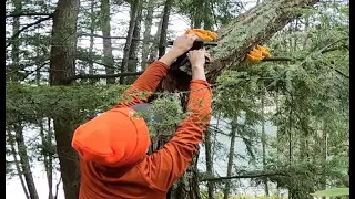 Evan dressed in bright safety orange picking bright orange chicken of the woods from a damaged tree